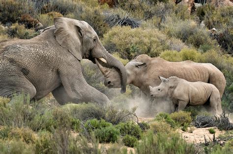 Elefante vs Rinoceronte | Lucha de gigantes | Rhino Africa Blog