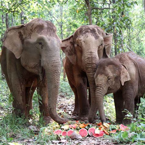 Ethical Elephant Sanctuaries Chiang Mai | Asian Elephant Projects