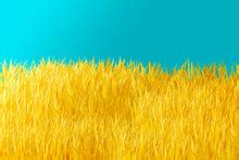 Gold Fields Free Stock Photo - Public Domain Pictures