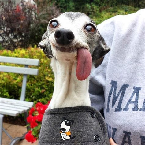 This Dog's Tongue is Begging to be Photoshopped | Goofy dog, Funny looking dogs, Cute dogs