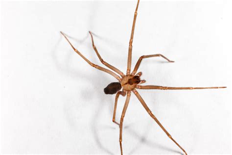 Brown Recluse Spiders - Identification | Threats | Treatment