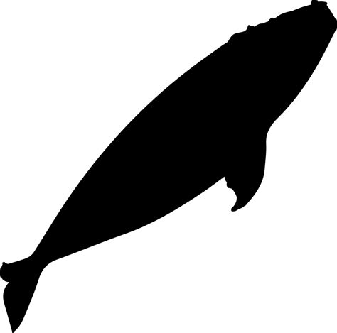 Southern right whale Whale watching Silhouette - whale png download - 981*972 - Free Transparent ...