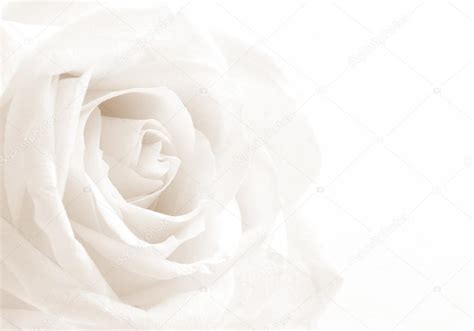 White rose background Stock Photo by ©oxanatravel 74389733