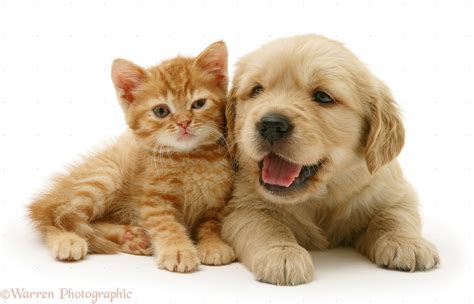 🔥 [50+] Cute Puppy and Kitten Wallpapers | WallpaperSafari