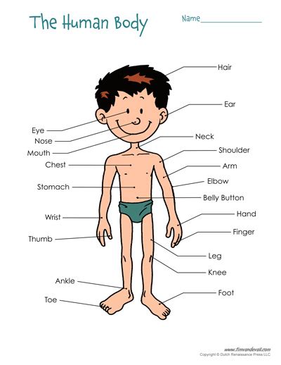 Tim van de Vall — Free Printable Human Body Diagram for Kids