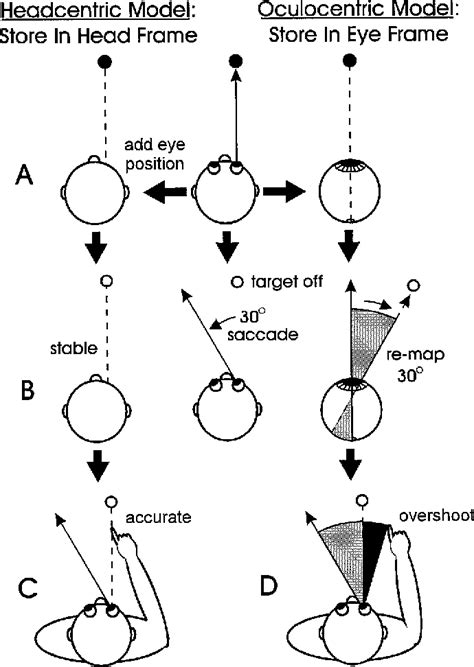 Figure 1 from Gaze-Centered Remapping of Remembered Visual Space in an ...