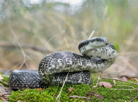 ID Guide to RATSNAKES Found in Illinois! (2 species) – Nature Blog Network