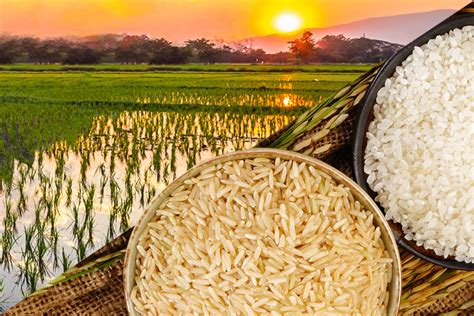 From Rice Farmer To Rice Miller (Part 1) : The Benefits | ZaccariaUSA