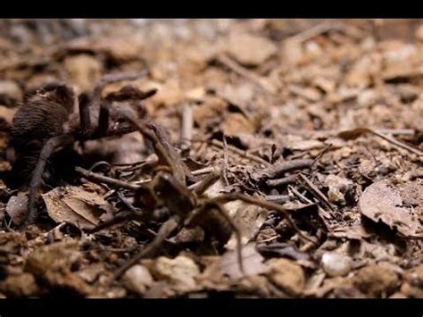 Wolf Spider Vs Tarantula - Aranha Lobo vs Caranguejeira - YouTube