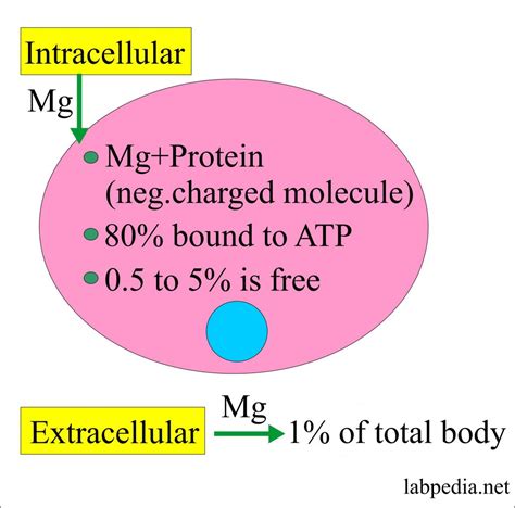 Magnesium level (Mg) - Labpedia.net