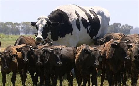 The World Is Mesmerised By This Huge Aussie Cow Named "Knickers"