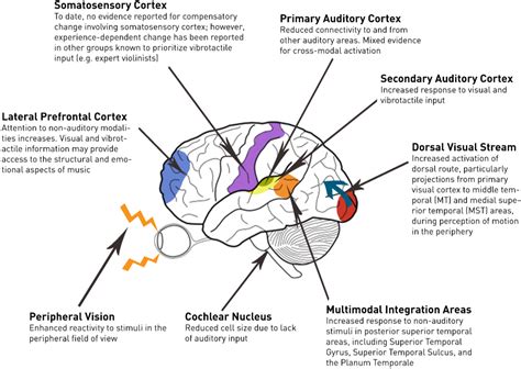 Brain Sciences | Free Full-Text | Compensatory Plasticity in the Deaf ...