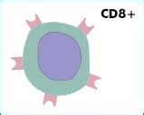 Adaptive Immunity Markers- T cells, CD4 and CD8 T helper, B cell subsets, follicular and splenic ...