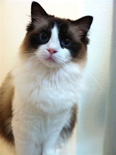 This is Tanzi, our seal bicolor Ragdoll cat. Siamese Cats, Cats Meow, Ragdoll Cats, Beautiful ...