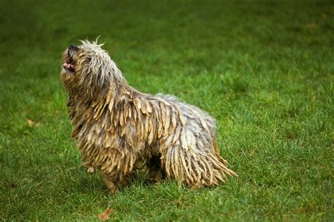 16 Long-Haired Dogs with Gorgeous Locks — Small and Large Breeds with Pictures