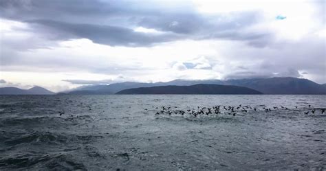 Premium Photo | Lake prespa birds