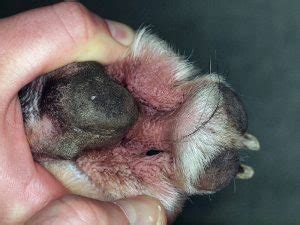 How Do You Treat Pododermatitis In Dogs Paws