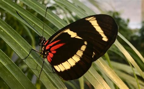 Butterflies and holiday music on the weekend agenda | CBC News