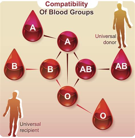 Facts About the Most Uncommon Blood Types You Probably Didn't Know