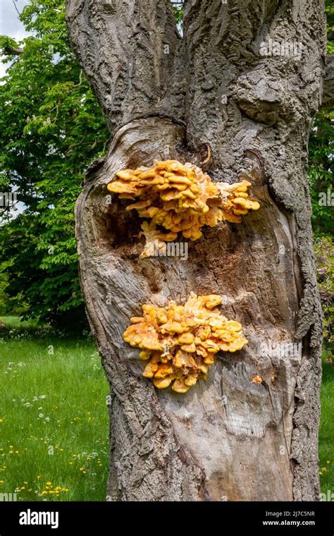 Chicken of the Woods fungus, Oxford Stock Photo - Alamy