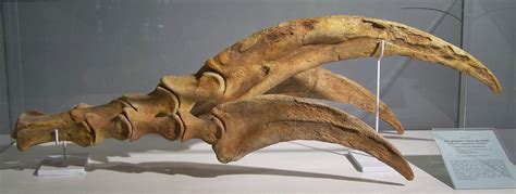 Skeleton claw of a Therizinosaurus! | Prehistoric animals, Dinosaur fossils, Prehistoric creatures