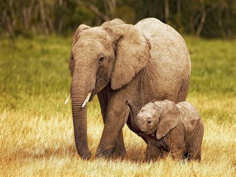 Baby Elephant Wallpapers - Wallpaper Cave