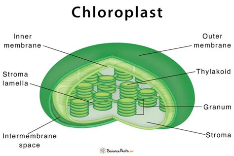 Chloroplast - Definition, Structure, Functions with Diagram