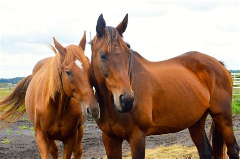 How To Ease the Top 3 Health Issues of Older Horses | Blog | Equi-Stim ...