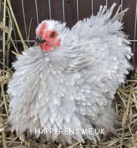 Lavender Mottled Frizzle Pekin Bantam | Chickens for sale, Beautiful chickens, Frizzle chickens