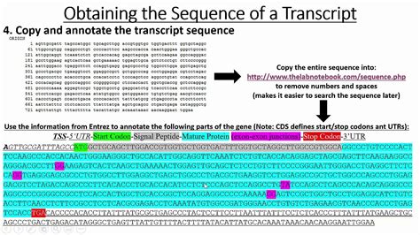 Retrieving Gene & Promoter Sequences - YouTube