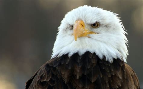 Bald Eagle HD Wide Wallpapers | HD Wallpapers | ID #4951