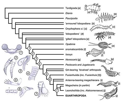 ARTHROPODA | Arthropods, Evolution, Interesting topics