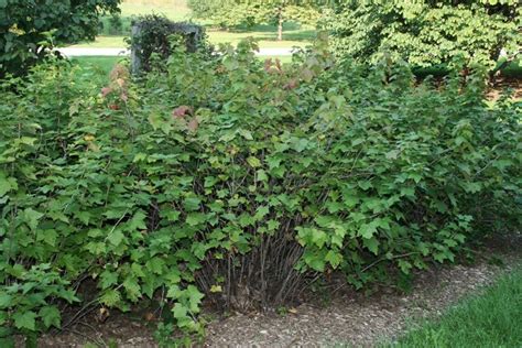 American black currant | The Morton Arboretum