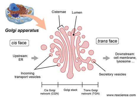 Golgi Apparatus Function – the Post Office inside the Cells - Rs' Science