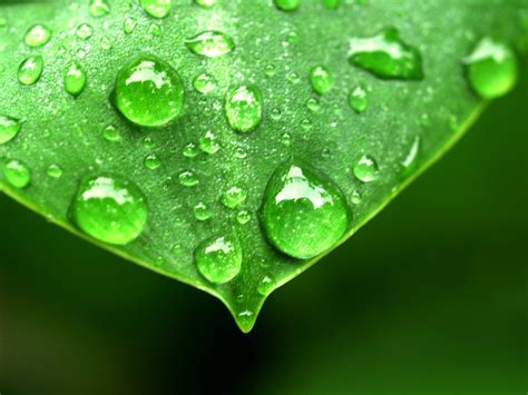 Water Drop On Leaf Free Photo Download | FreeImages