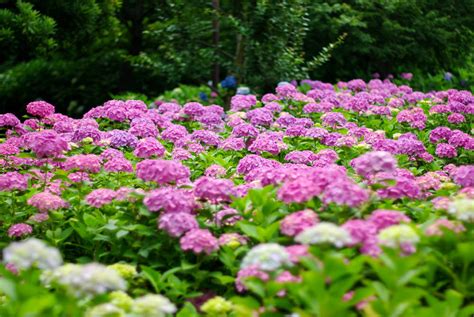 35 Hydrangea Garden Ideas (PICTURES) - Home Stratosphere