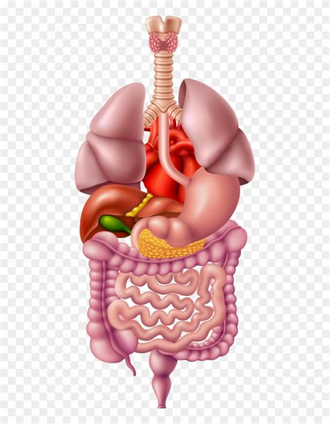 Illustrated Image Representing The Human Digestive - Human Digestive ...