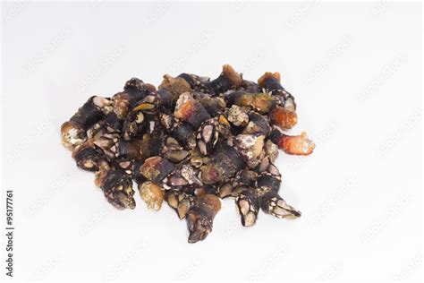 Percebes. Stock Photo | Adobe Stock