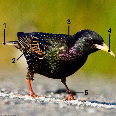 Identify a Breeding European Starling