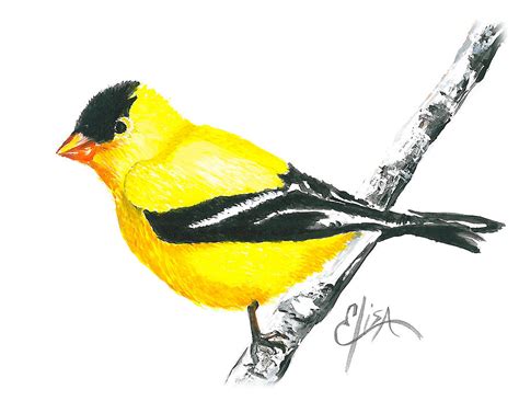 American Goldfinch Painting by Elisa Gabrielli