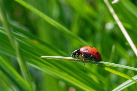 Blog: Guest Author | Alderney Wildlife Trust