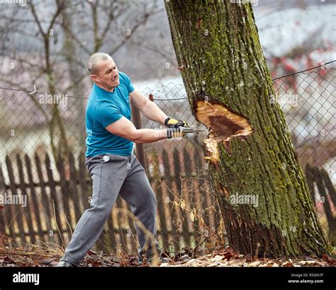 Strong lumberjack felling a big tree with an axe Stock Photo - Alamy