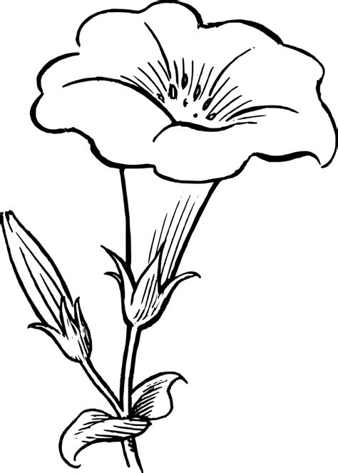 Simple Flower Clipart Black And White | Best Flower Site