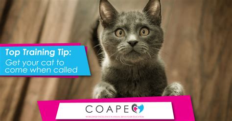 Top Training Tip: Teaching your cat to come when called - COAPE