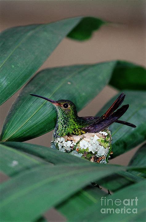 Rufous-tailed Hummingbird On Nest Photograph by Gregory G. Dimijian - Fine Art America