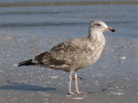 Big Brown Seagull | Flickr - Photo Sharing!