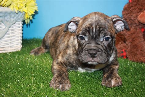 Mini Bulldog Puppies For Sale - Long Island Puppies