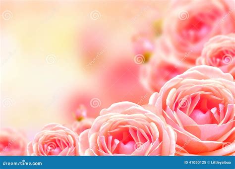 Beautiful Rose Flower and Blur Background. Stock Image - Image of border, floral: 41050125