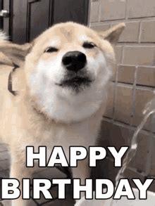 Happy Birthday Dog Gif Funny