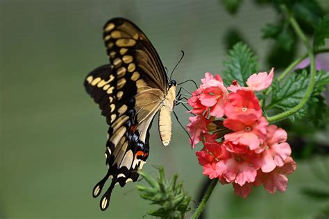 Top 10 Tips for Taking Great Photos of Butterflies | Nikon